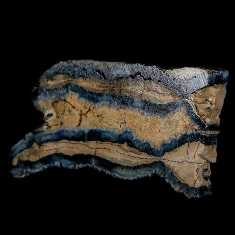 2.1" Mammoth Tooth Cross Section In Riker Display Pleistocene Age Hawthorne FM - Fossil Age Minerals