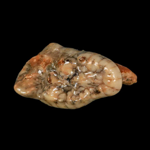 1.8" Extinct Cave Bear Ursus Spelaeus Molar Tooth Rooted Pleistocene Age COA - Fossil Age Minerals