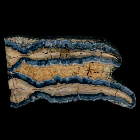 2.1" Mammoth Tooth Cross Section In Riker Display Pleistocene Age Hawthorne FM - Fossil Age Minerals