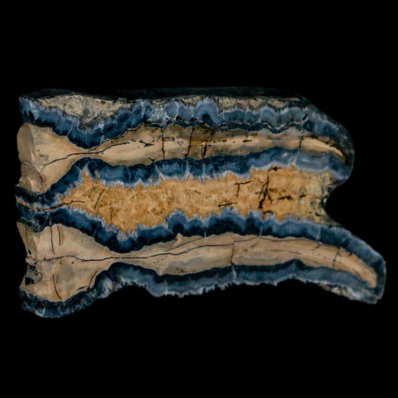 2.1" Mammoth Tooth Cross Section In Riker Display Pleistocene Age Hawthorne FM