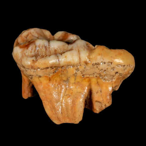 1.7" Extinct Cave Bear Ursus Spelaeus Molar Tooth Rooted Pleistocene Age COA - Fossil Age Minerals