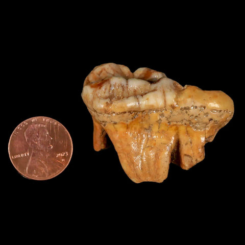 1.7" Extinct Cave Bear Ursus Spelaeus Molar Tooth Rooted Pleistocene Age COA - Fossil Age Minerals