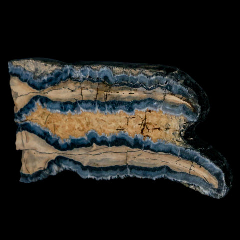 2.1" Mammoth Tooth Cross Section In Riker Display Pleistocene Age Hawthorne FM - Fossil Age Minerals