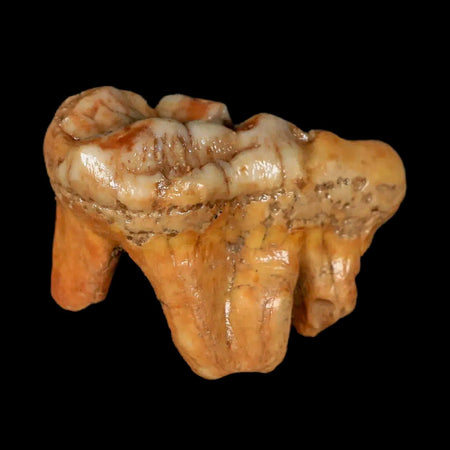 1.7" Extinct Cave Bear Ursus Spelaeus Molar Tooth Rooted Pleistocene Age COA