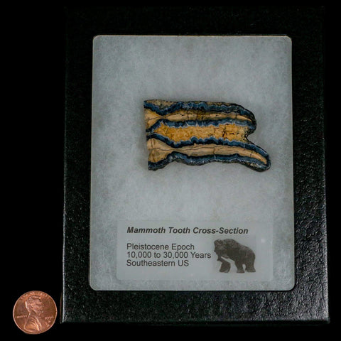 2.1" Mammoth Tooth Cross Section In Riker Display Pleistocene Age Hawthorne FM - Fossil Age Minerals