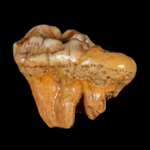 1.7" Extinct Cave Bear Ursus Spelaeus Molar Tooth Rooted Pleistocene Age COA - Fossil Age Minerals