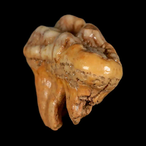 1.7" Extinct Cave Bear Ursus Spelaeus Molar Tooth Rooted Pleistocene Age COA - Fossil Age Minerals