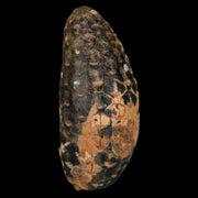 XL 2.1" Fossil Pine Cone Equicalastrobus Replaced By Agate Eocene Age Seeds Fruit