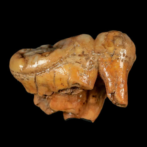 1.7" Extinct Cave Bear Ursus Spelaeus Molar Tooth Rooted Pleistocene Age COA - Fossil Age Minerals