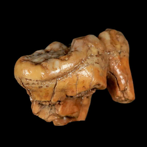 1.7" Extinct Cave Bear Ursus Spelaeus Molar Tooth Rooted Pleistocene Age COA - Fossil Age Minerals