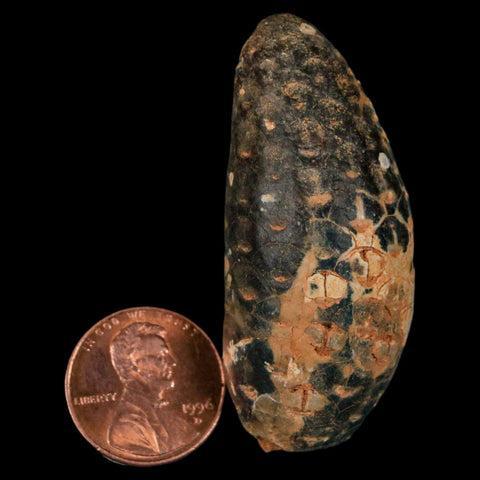 XL 2.1" Fossil Pine Cone Equicalastrobus Replaced By Agate Eocene Age Seeds Fruit - Fossil Age Minerals