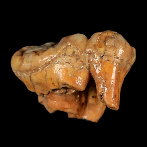 1.7" Extinct Cave Bear Ursus Spelaeus Molar Tooth Rooted Pleistocene Age COA - Fossil Age Minerals