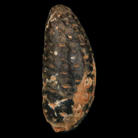 XL 2.1" Fossil Pine Cone Equicalastrobus Replaced By Agate Eocene Age Seeds Fruit