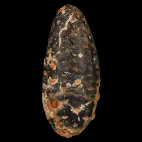 XL 2.1" Fossil Pine Cone Equicalastrobus Replaced By Agate Eocene Age Seeds Fruit - Fossil Age Minerals