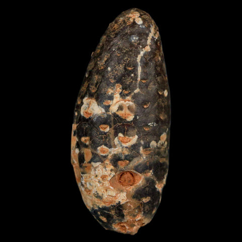 XL 2.1" Fossil Pine Cone Equicalastrobus Replaced By Agate Eocene Age Seeds Fruit - Fossil Age Minerals