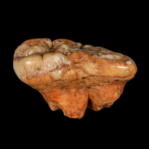 1.8" Extinct Cave Bear Ursus Spelaeus Molar Tooth Rooted Pleistocene Age COA - Fossil Age Minerals