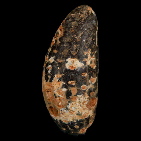 XL 2.1" Fossil Pine Cone Equicalastrobus Replaced By Agate Eocene Age Seeds Fruit - Fossil Age Minerals