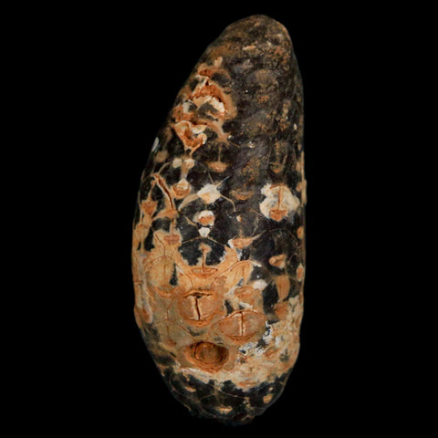 XL 2.1" Fossil Pine Cone Equicalastrobus Replaced By Agate Eocene Age Seeds Fruit - Fossil Age Minerals