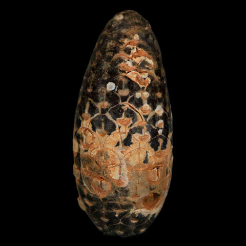 XL 2.1" Fossil Pine Cone Equicalastrobus Replaced By Agate Eocene Age Seeds Fruit - Fossil Age Minerals