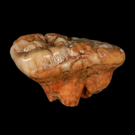 1.8" Extinct Cave Bear Ursus Spelaeus Molar Tooth Rooted Pleistocene Age COA