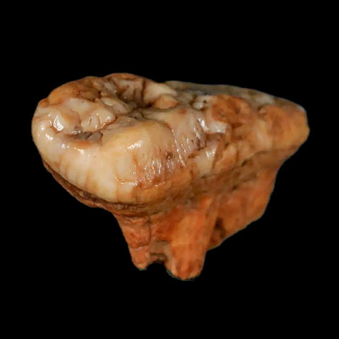 1.8" Extinct Cave Bear Ursus Spelaeus Molar Tooth Rooted Pleistocene Age COA - Fossil Age Minerals