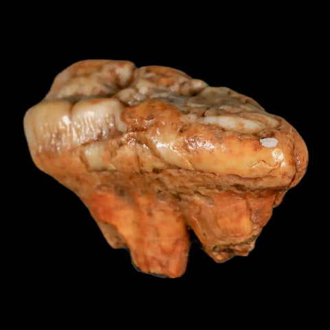 1.8" Extinct Cave Bear Ursus Spelaeus Molar Tooth Rooted Pleistocene Age COA - Fossil Age Minerals