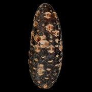 XL 2.3" Fossil Pine Cone Equicalastrobus Replaced By Agate Eocene Age Seeds Fruit