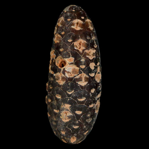 XL 2.3" Fossil Pine Cone Equicalastrobus Replaced By Agate Eocene Age Seeds Fruit - Fossil Age Minerals