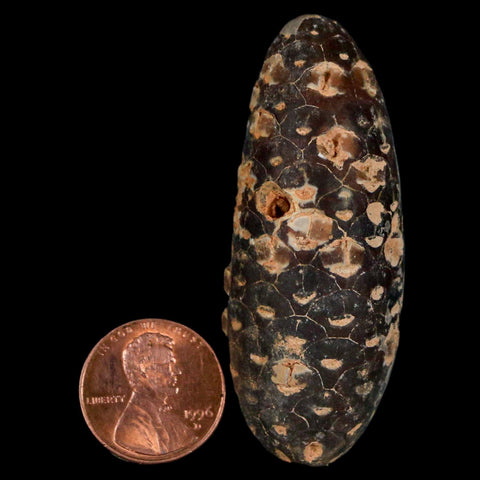 XL 2.3" Fossil Pine Cone Equicalastrobus Replaced By Agate Eocene Age Seeds Fruit - Fossil Age Minerals