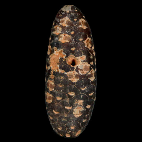 XL 2.3" Fossil Pine Cone Equicalastrobus Replaced By Agate Eocene Age Seeds Fruit - Fossil Age Minerals