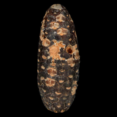 XL 2.3" Fossil Pine Cone Equicalastrobus Replaced By Agate Eocene Age Seeds Fruit - Fossil Age Minerals