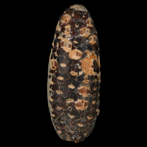 XL 2.3" Fossil Pine Cone Equicalastrobus Replaced By Agate Eocene Age Seeds Fruit - Fossil Age Minerals