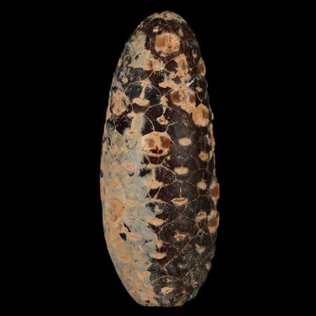 XL 2.3" Fossil Pine Cone Equicalastrobus Replaced By Agate Eocene Age Seeds Fruit