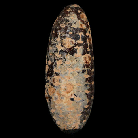 XL 2.3" Fossil Pine Cone Equicalastrobus Replaced By Agate Eocene Age Seeds Fruit - Fossil Age Minerals