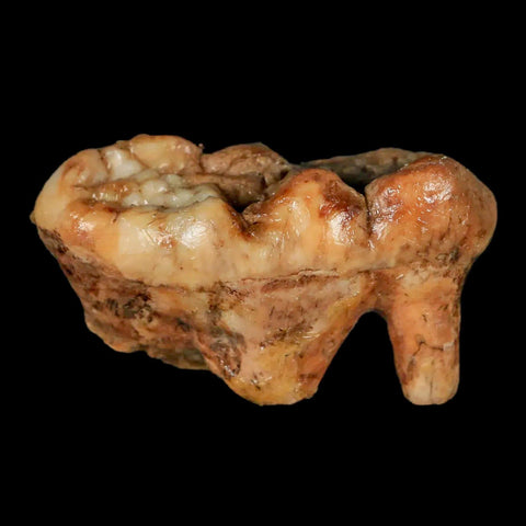 1.8" Extinct Cave Bear Ursus Spelaeus Molar Tooth Rooted Pleistocene Age COA - Fossil Age Minerals