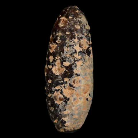 XL 2.3" Fossil Pine Cone Equicalastrobus Replaced By Agate Eocene Age Seeds Fruit - Fossil Age Minerals