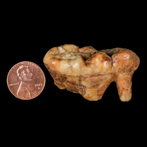 1.8" Extinct Cave Bear Ursus Spelaeus Molar Tooth Rooted Pleistocene Age COA - Fossil Age Minerals