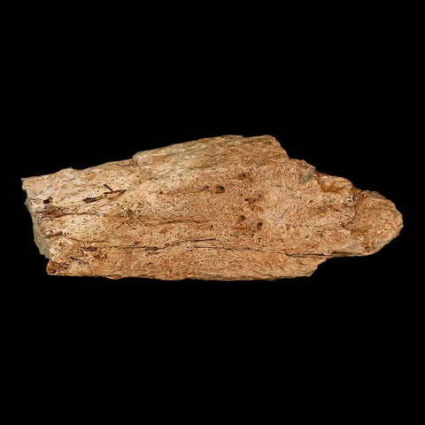 4.2" Triceratops Fossil Frill Bone Lance Creek FM Cretaceous Dinosaur Wyoming COA - Fossil Age Minerals