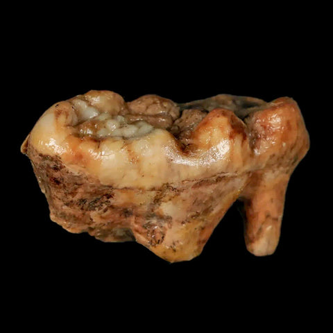 1.8" Extinct Cave Bear Ursus Spelaeus Molar Tooth Rooted Pleistocene Age COA - Fossil Age Minerals