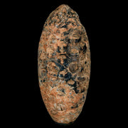 XL 2.1" Fossil Pine Cone Equicalastrobus Replaced By Agate Eocene Age Seeds Fruit