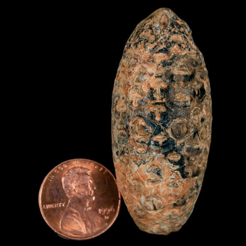 XL 2.1" Fossil Pine Cone Equicalastrobus Replaced By Agate Eocene Age Seeds Fruit - Fossil Age Minerals