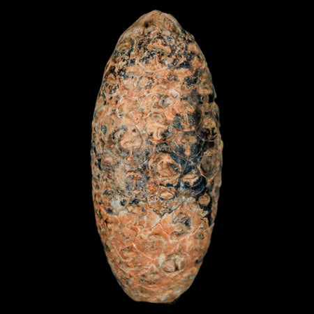 XL 2.1" Fossil Pine Cone Equicalastrobus Replaced By Agate Eocene Age Seeds Fruit