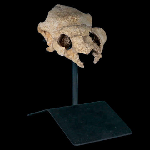 4.3" Turtle Skull Fossil Lytoloma Elegans Dinosaur Cretaceous Era  Custom Stand - Fossil Age Minerals