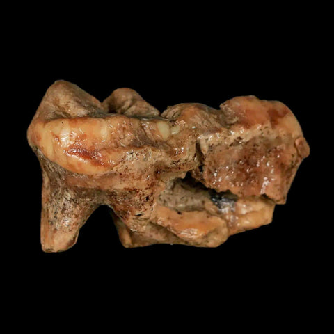 1.8" Extinct Cave Bear Ursus Spelaeus Molar Tooth Rooted Pleistocene Age COA - Fossil Age Minerals