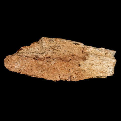 4.2" Triceratops Fossil Frill Bone Lance Creek FM Cretaceous Dinosaur Wyoming COA - Fossil Age Minerals