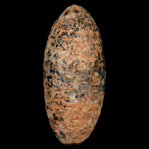 XL 2.1" Fossil Pine Cone Equicalastrobus Replaced By Agate Eocene Age Seeds Fruit - Fossil Age Minerals