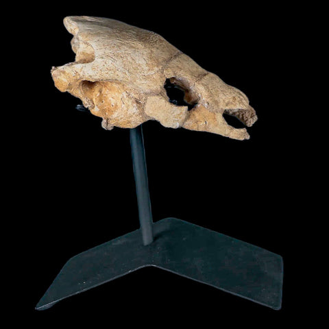 4.3" Turtle Skull Fossil Lytoloma Elegans Dinosaur Cretaceous Era  Custom Stand - Fossil Age Minerals