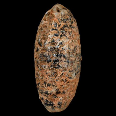 XL 2.1" Fossil Pine Cone Equicalastrobus Replaced By Agate Eocene Age Seeds Fruit - Fossil Age Minerals