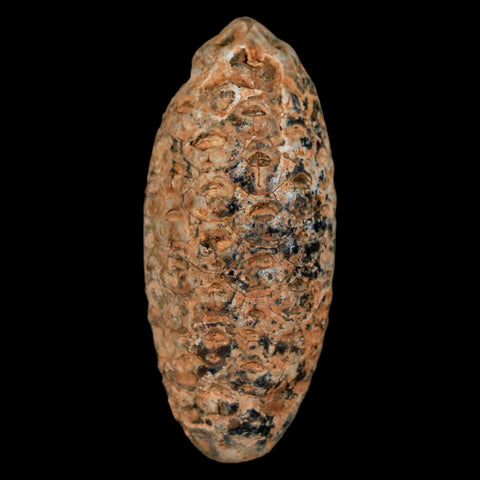 XL 2.1" Fossil Pine Cone Equicalastrobus Replaced By Agate Eocene Age Seeds Fruit - Fossil Age Minerals