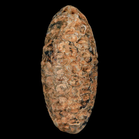 XL 2.1" Fossil Pine Cone Equicalastrobus Replaced By Agate Eocene Age Seeds Fruit - Fossil Age Minerals